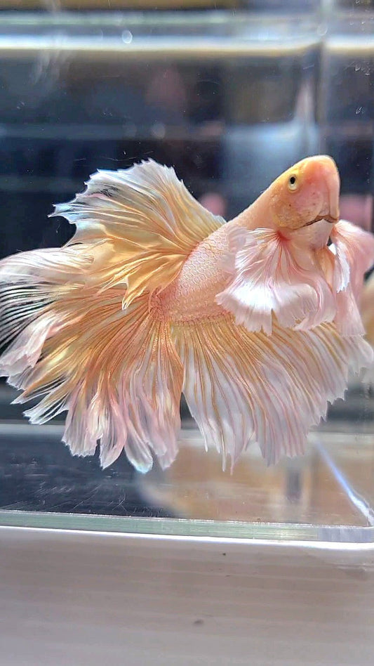 HALFMOON DUMBO EAR ROSETAIL SOFT GOLD BUTTERFLY BETTA FISH