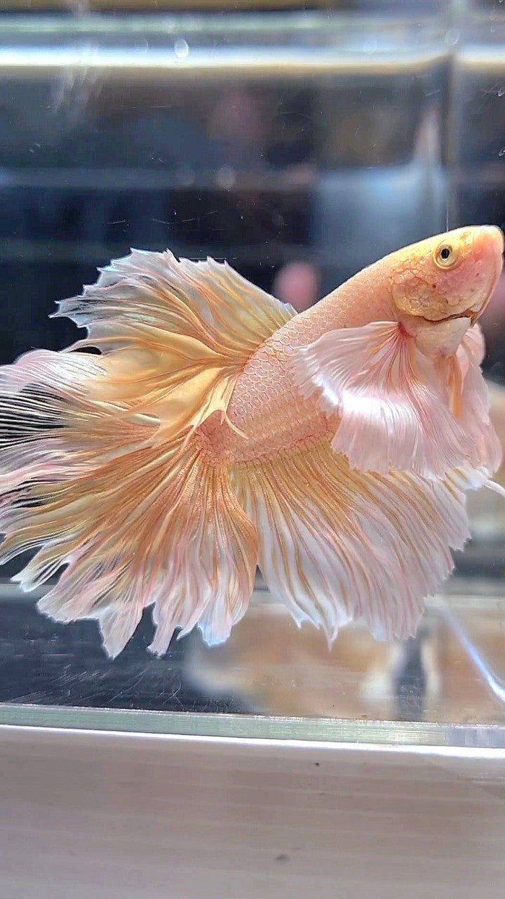 HALFMOON DUMBO EAR ROSETAIL SOFT GOLD BUTTERFLY BETTA FISH