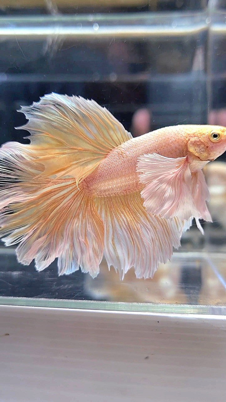 HALFMOON DUMBO EAR ROSETAIL SOFT GOLD BUTTERFLY BETTA FISH