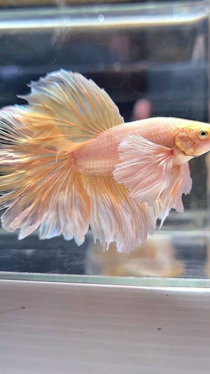 HALFMOON DUMBO EAR ROSETAIL SOFT GOLD BUTTERFLY BETTA FISH