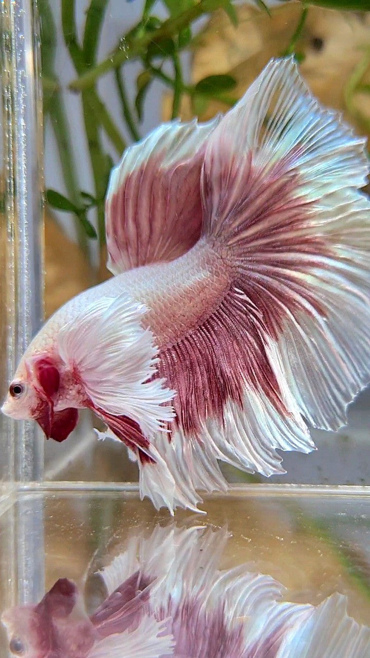 HALFMOON SUPER DUMBO EAR ROSETAIL ROSEGOLD BUTTERFLY BETTA FISH