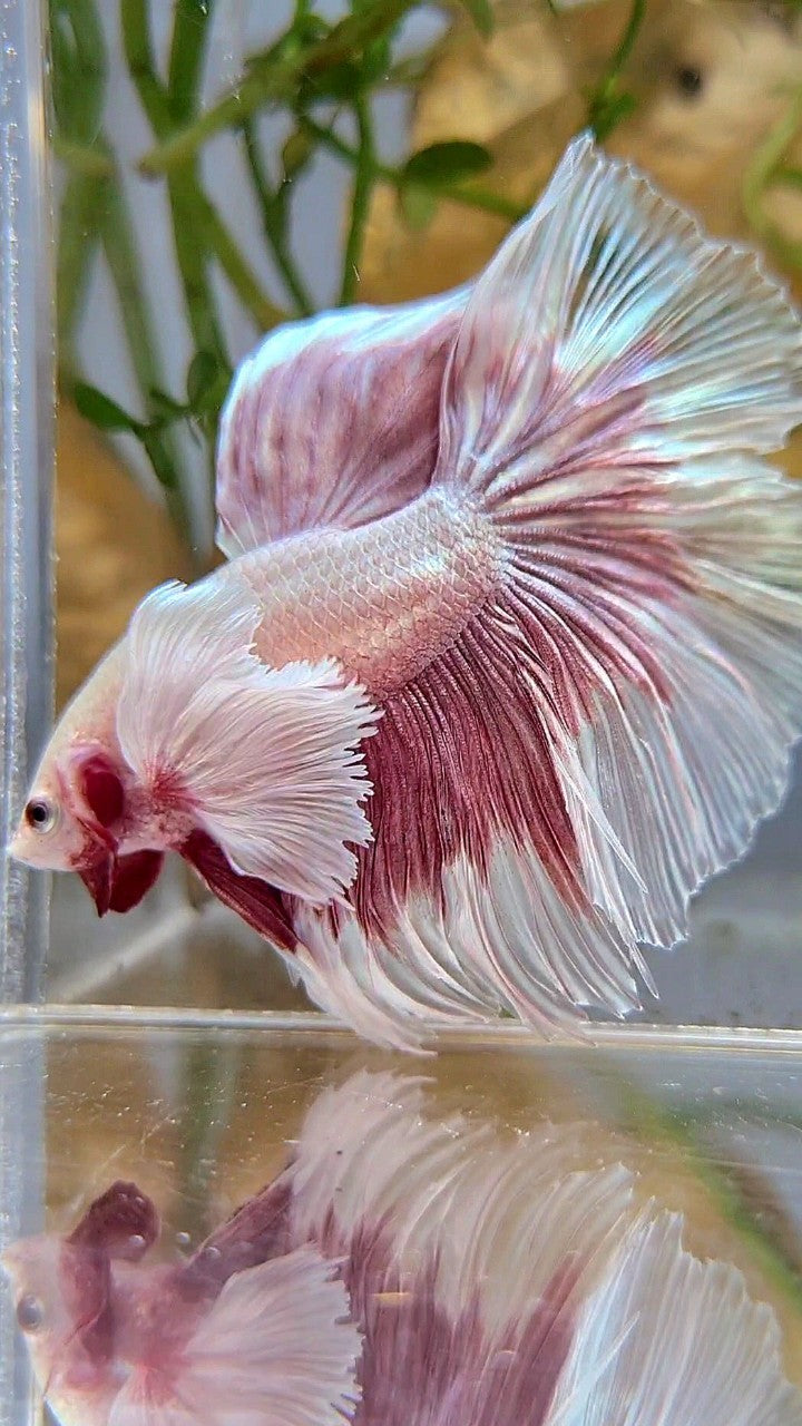 HALFMOON SUPER DUMBO EAR ROSETAIL ROSEGOLD BUTTERFLY BETTA FISH