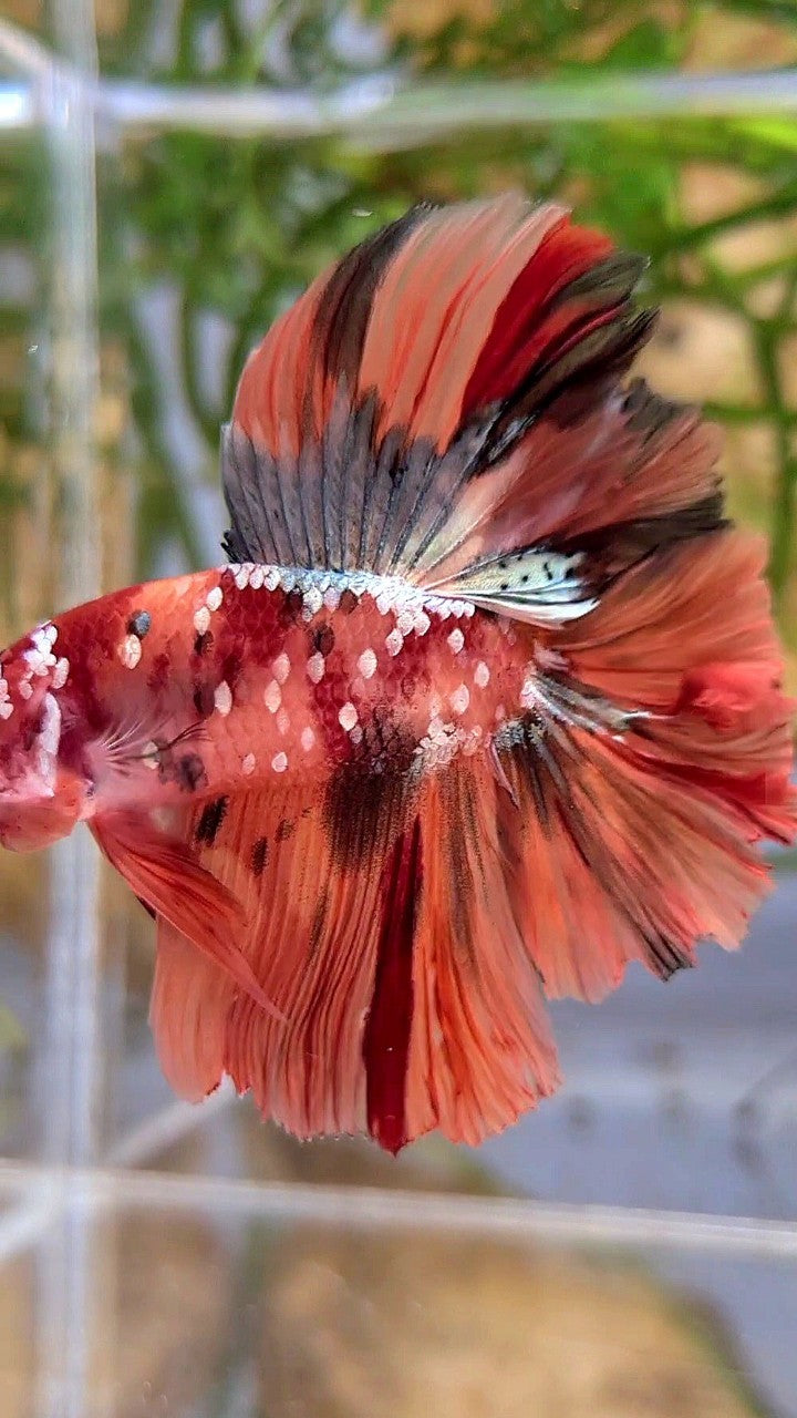 HALFMOON DOUBLE TAIL ORANGE GALAXY COPPER NEMO MULTICOLOR BETTA FISH