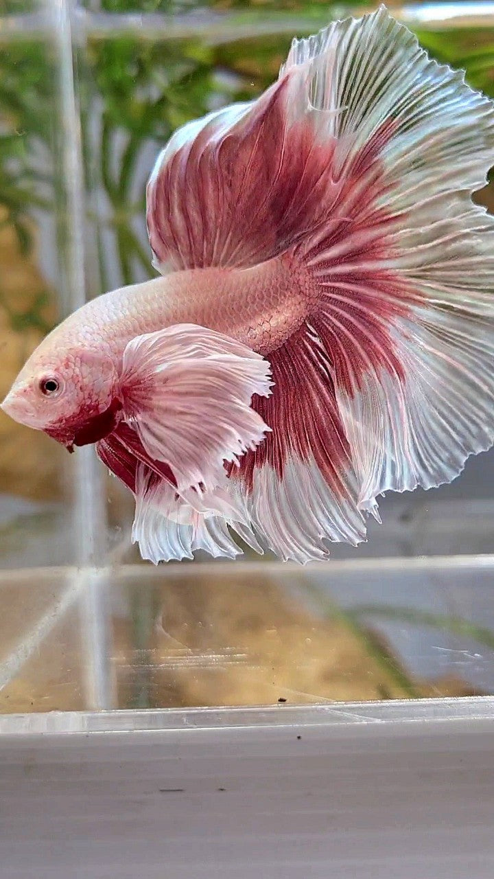 HALFMOON SUPER DUMBO EAR ROSETAIL ROSEGOLD BUTTERFLY BETTA FISH