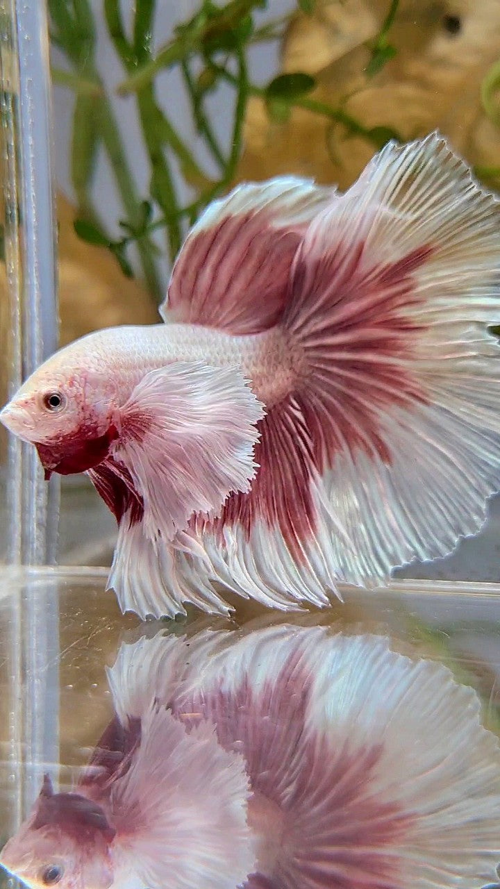 HALFMOON SUPER DUMBO EAR ROSETAIL ROSEGOLD BUTTERFLY BETTA FISH