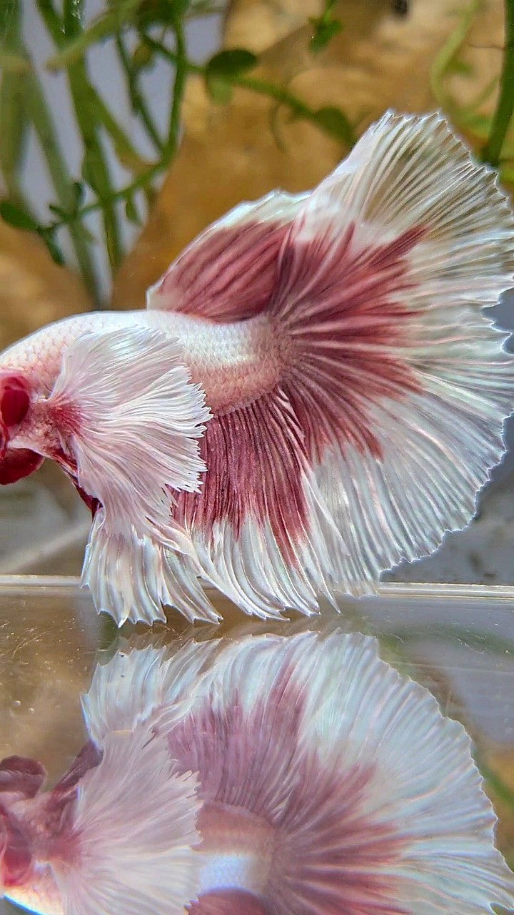 HALFMOON SUPER DUMBO EAR ROSETAIL ROSEGOLD BUTTERFLY BETTA FISH