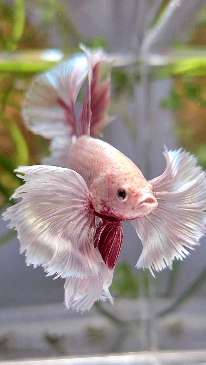 HALFMOON SUPER DUMBO EAR ROSETAIL ROSEGOLD BUTTERFLY BETTA FISH