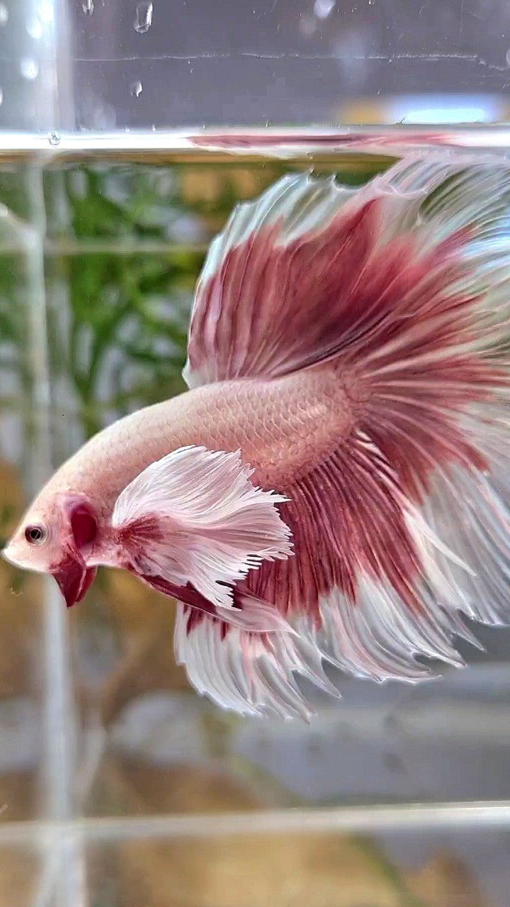 HALFMOON SUPER DUMBO EAR ROSETAIL ROSEGOLD BUTTERFLY BETTA FISH