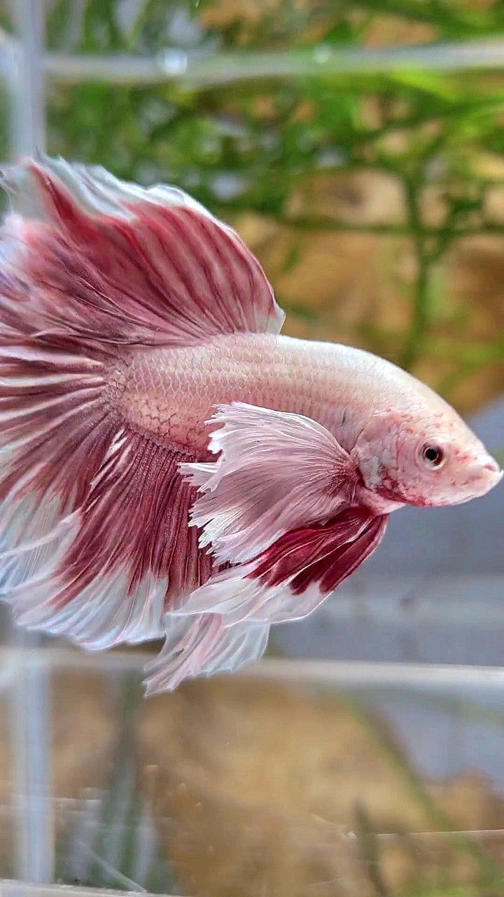 HALFMOON SUPER DUMBO EAR ROSETAIL ROSEGOLD BUTTERFLY BETTA FISH