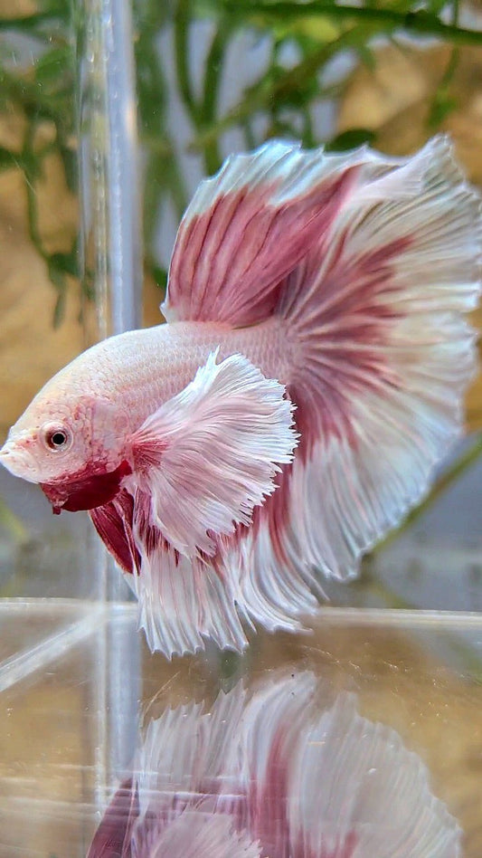 HALFMOON SUPER DUMBO EAR ROSETAIL ROSEGOLD BUTTERFLY BETTA FISH