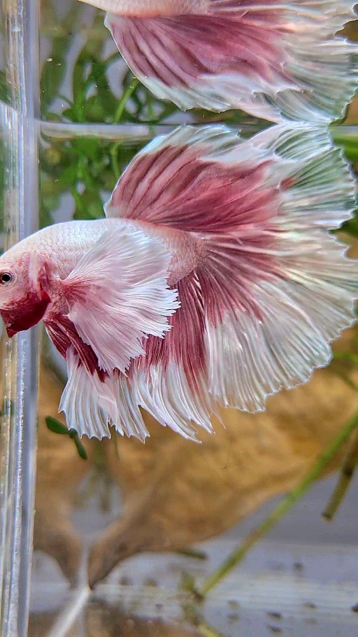 HALFMOON SUPER DUMBO EAR ROSETAIL ROSEGOLD BUTTERFLY BETTA FISH