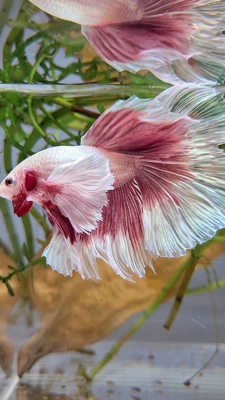 HALFMOON SUPER DUMBO EAR ROSETAIL ROSEGOLD BUTTERFLY BETTA FISH