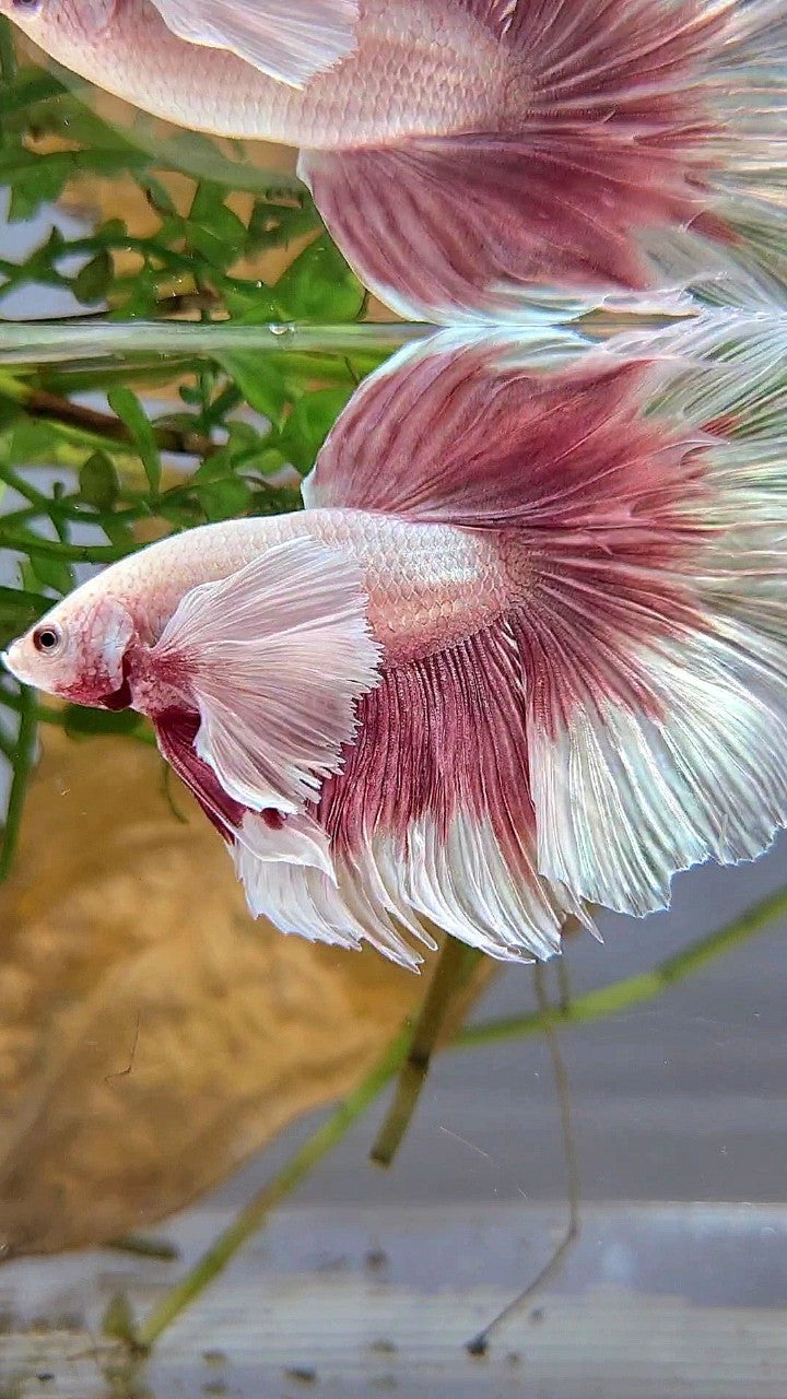 HALFMOON SUPER DUMBO EAR ROSETAIL ROSEGOLD BUTTERFLY BETTA FISH