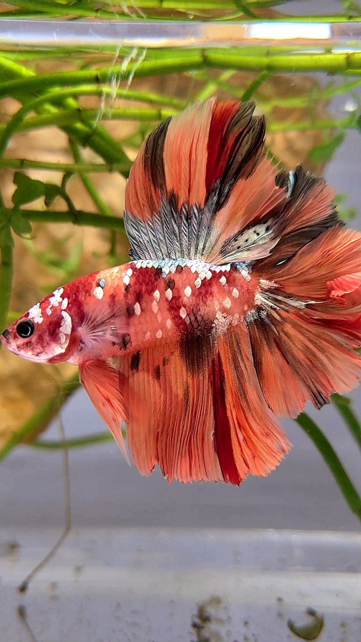 HALFMOON DOUBLE TAIL ORANGE GALAXY COPPER NEMO MULTICOLOR BETTA FISH