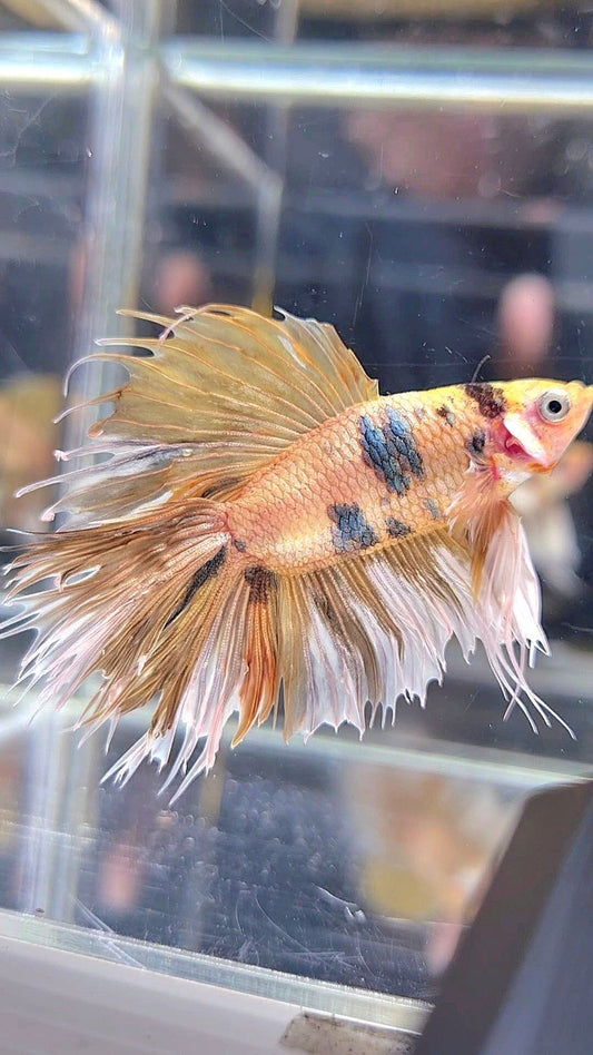CROWNTAIL DOUBLE TAIL BIG EAR YELLOW TIGER MULTICOLOR BETTA FISH