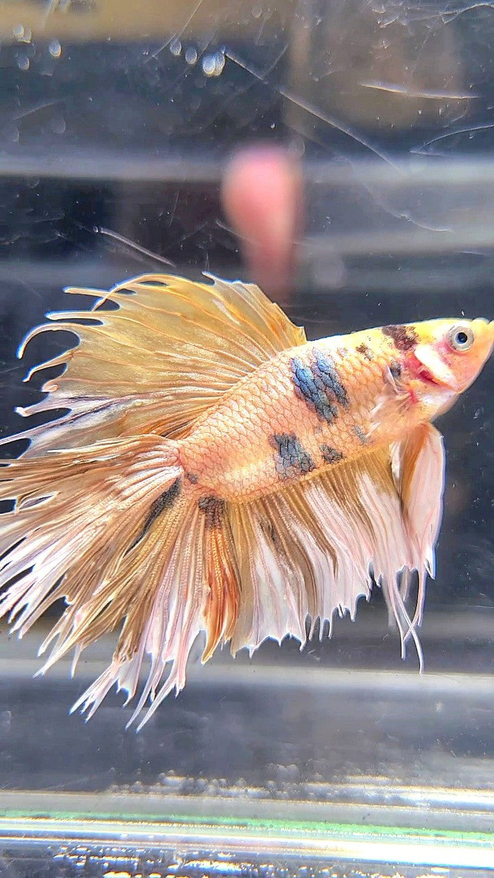 CROWNTAIL DOUBLE TAIL BIG EAR YELLOW TIGER MULTICOLOR BETTA FISH