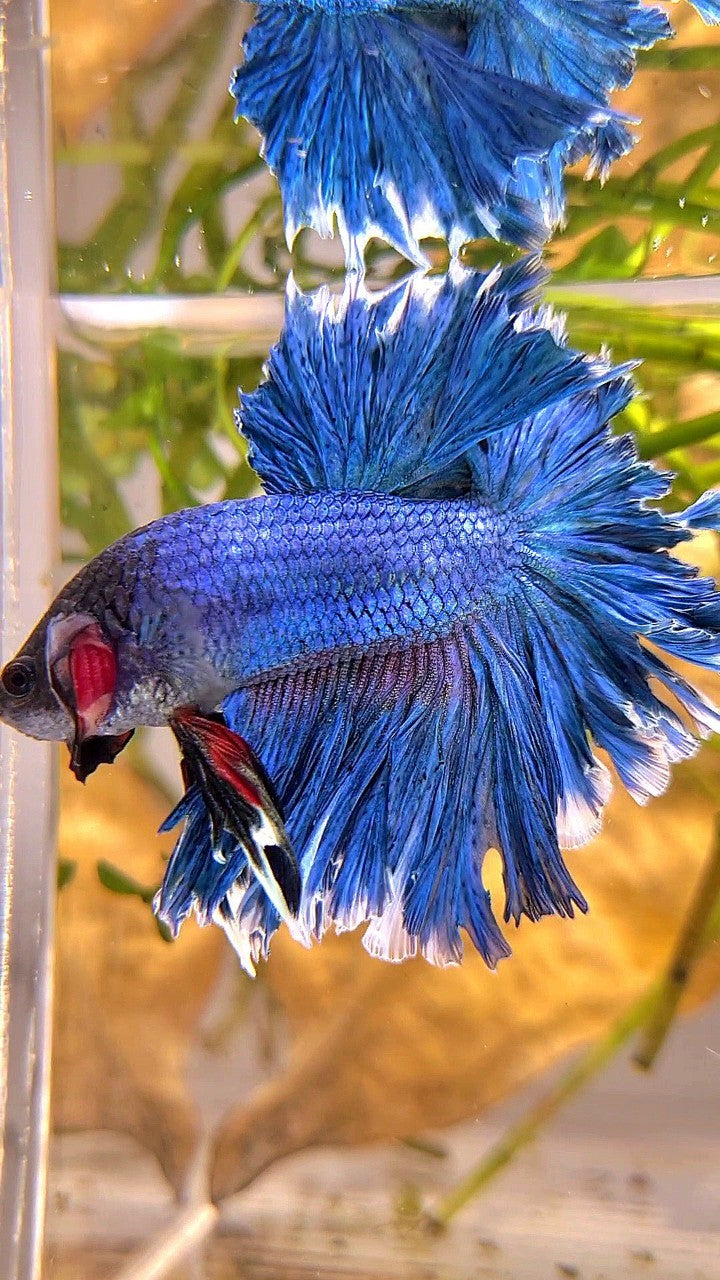 XL HALFMOON FEATHER TAIL BLUE GREEN TURQUOISE BETTA FISH