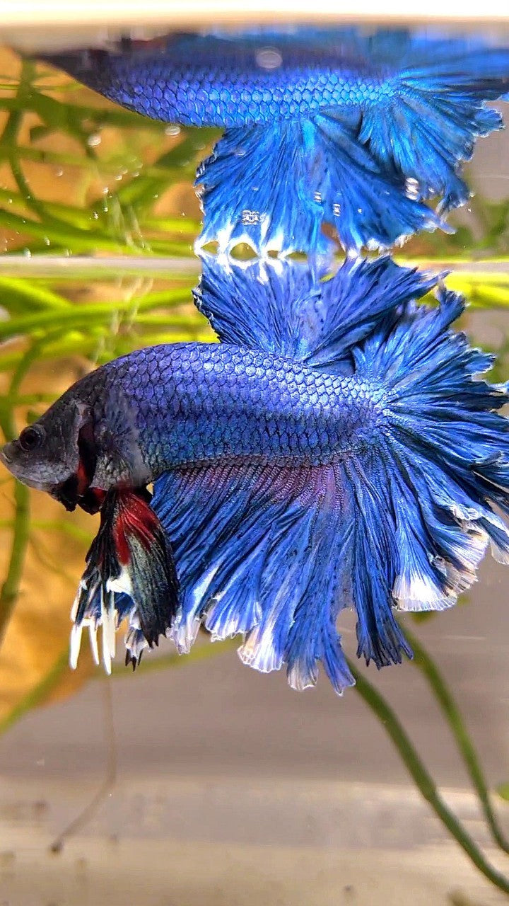 XL HALFMOON FEATHER TAIL BLUE GREEN TURQUOISE BETTA FISH