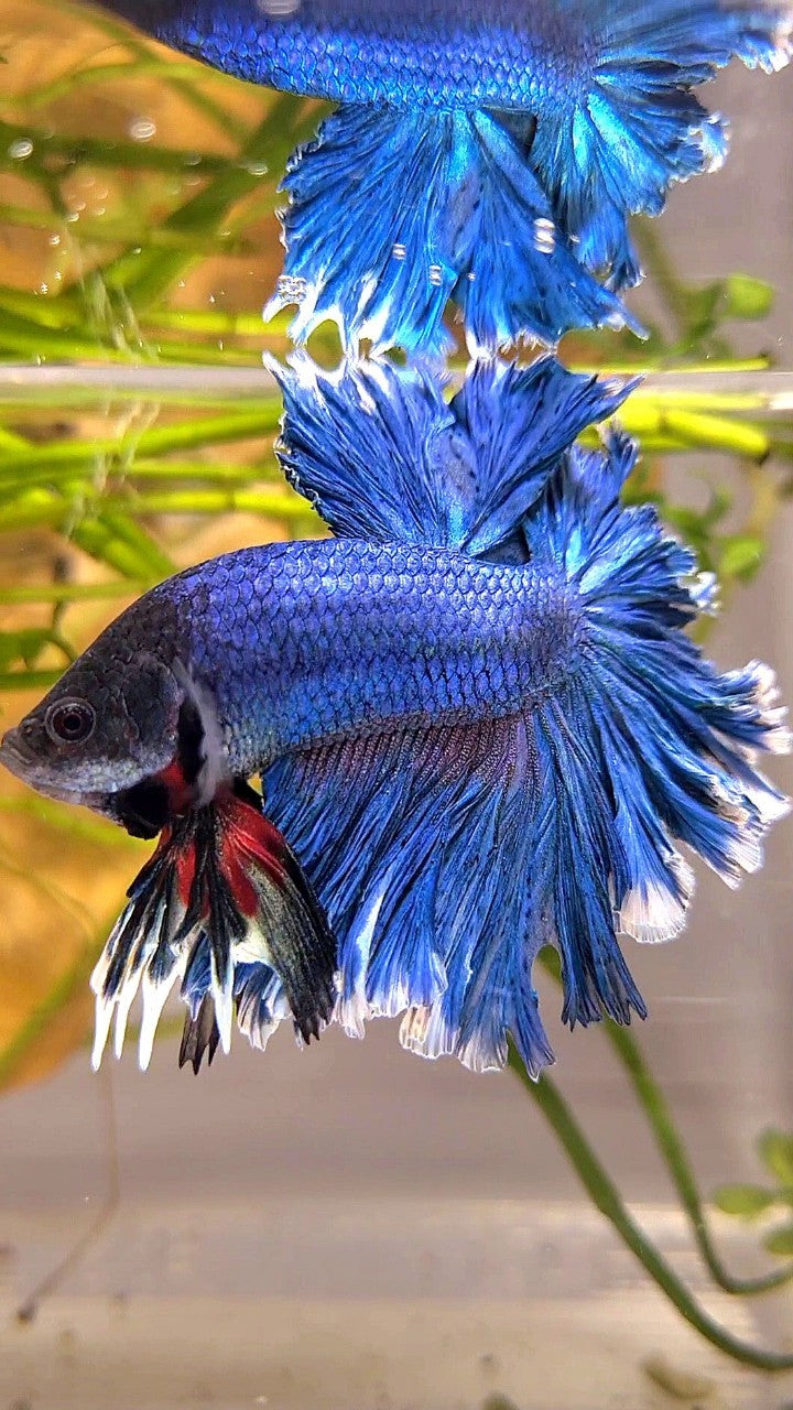 XL HALFMOON FEATHER TAIL BLUE GREEN TURQUOISE BETTA FISH