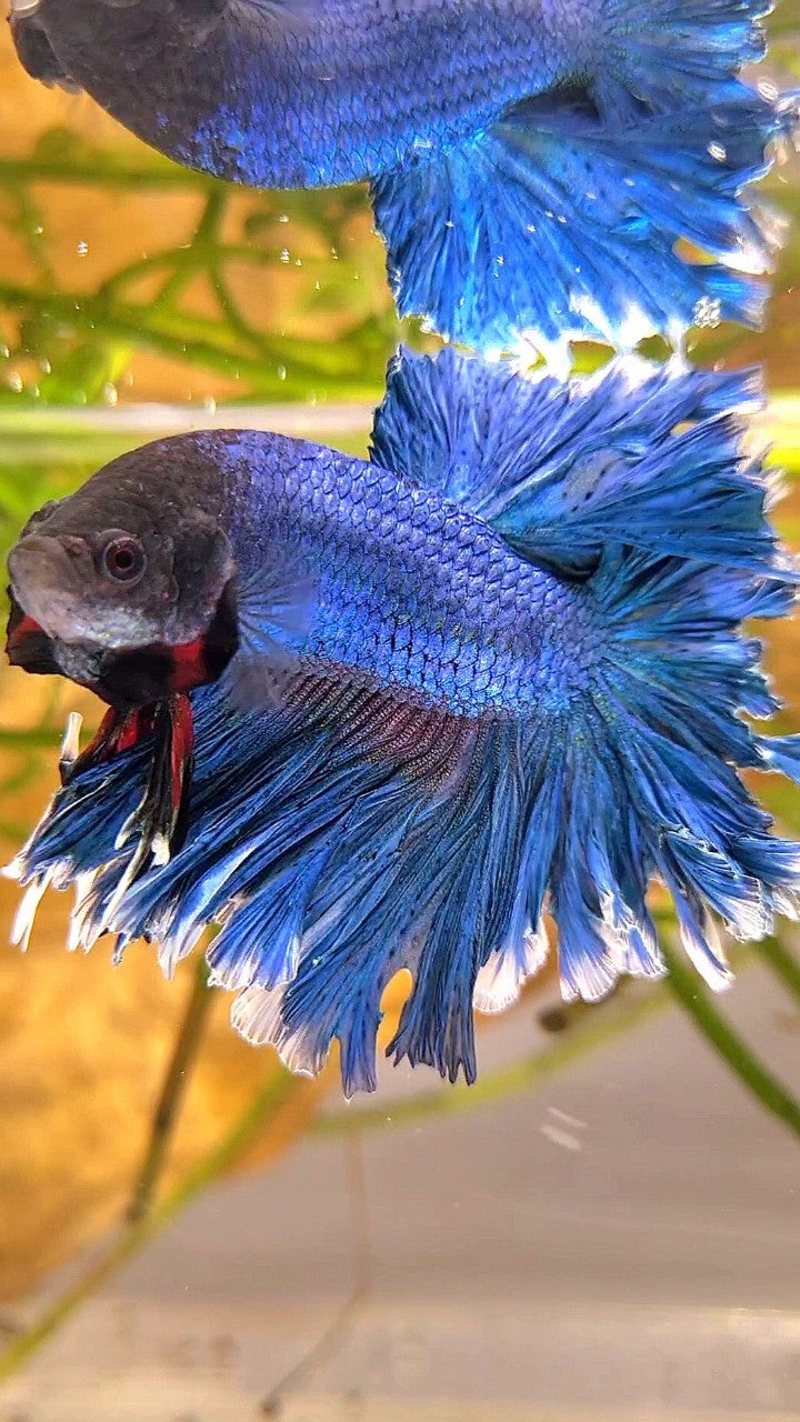 XL HALFMOON FEATHER TAIL BLUE GREEN TURQUOISE BETTA FISH