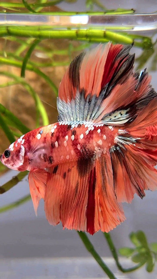 HALFMOON DOUBLE TAIL ORANGE GALAXY COPPER NEMO MULTICOLOR BETTA FISH