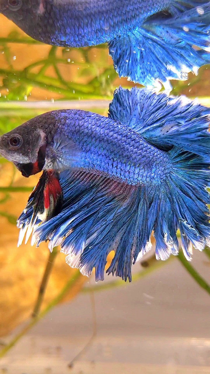 XL HALFMOON FEATHER TAIL BLUE GREEN TURQUOISE BETTA FISH