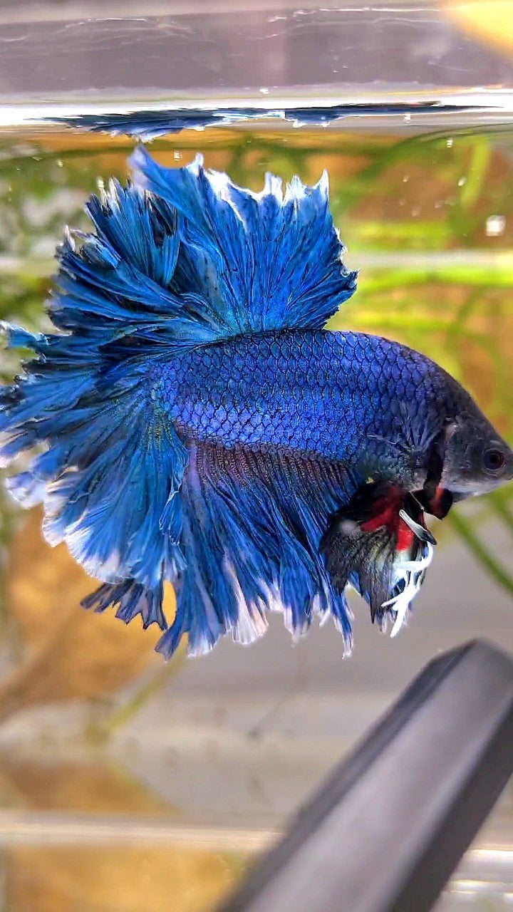 XL HALFMOON FEATHER TAIL BLUE GREEN TURQUOISE BETTA FISH