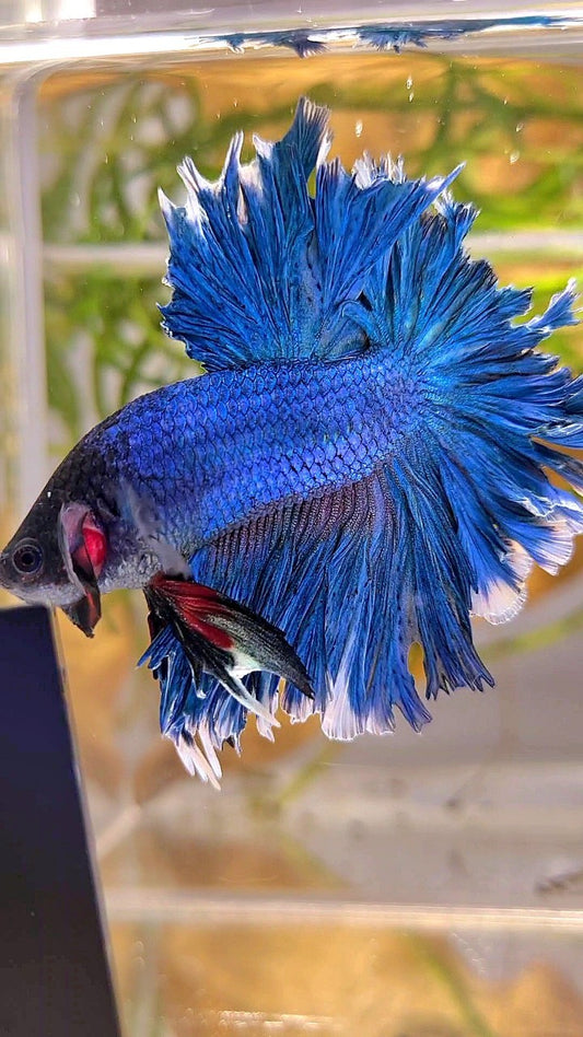 XL HALFMOON FEATHER TAIL BLUE GREEN TURQUOISE BETTA FISH