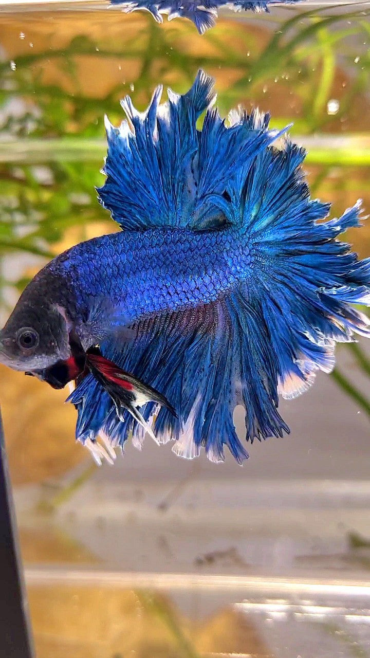 XL HALFMOON FEATHER TAIL BLUE GREEN TURQUOISE BETTA FISH