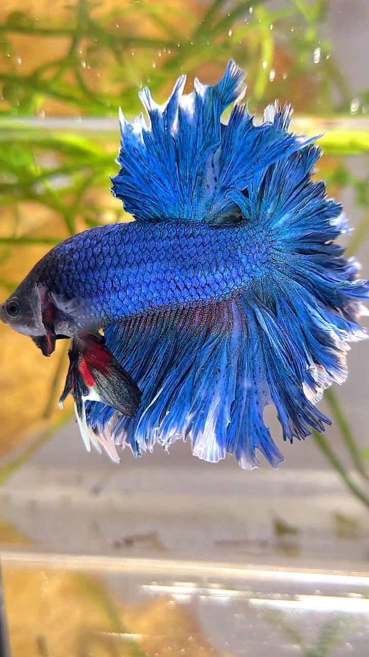 XL HALFMOON FEATHER TAIL BLUE GREEN TURQUOISE BETTA FISH