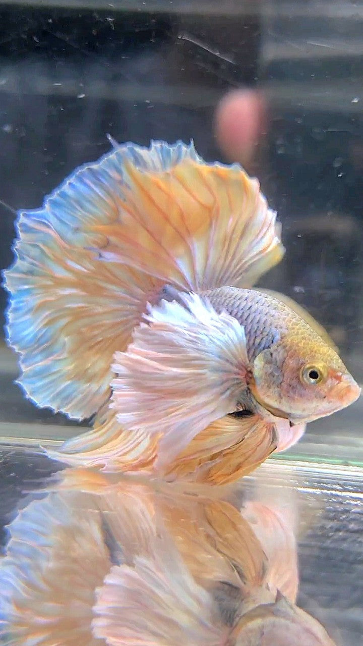 HALFMOON SUPER DUMBO EAR YELLOW PINEAPPLE BETTA FISH