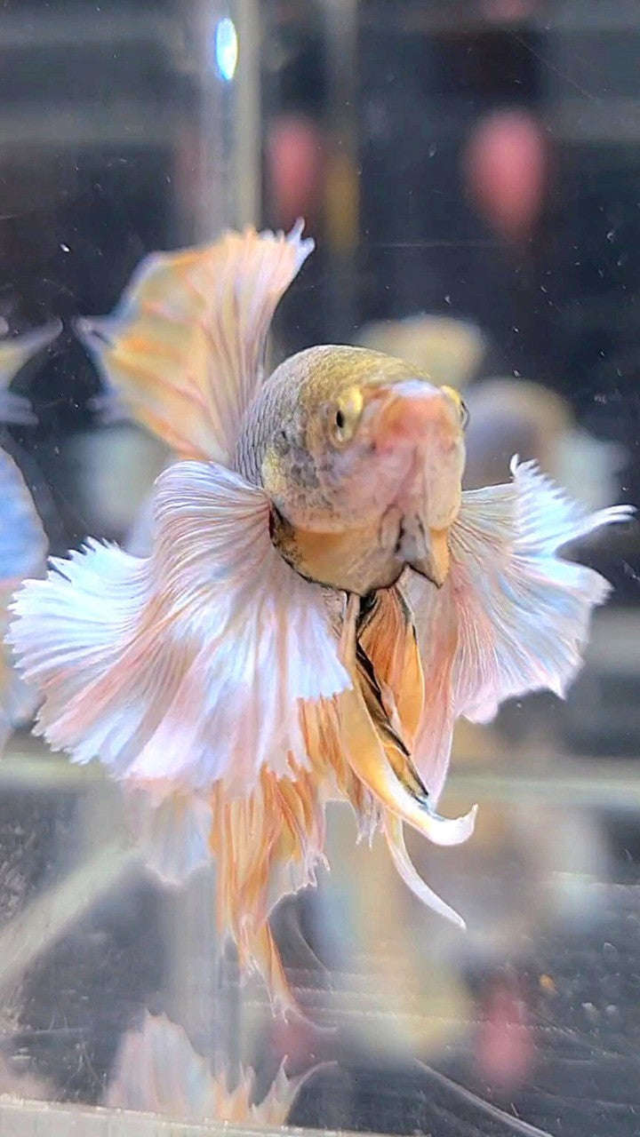 HALFMOON SUPER DUMBO EAR YELLOW PINEAPPLE BETTA FISH