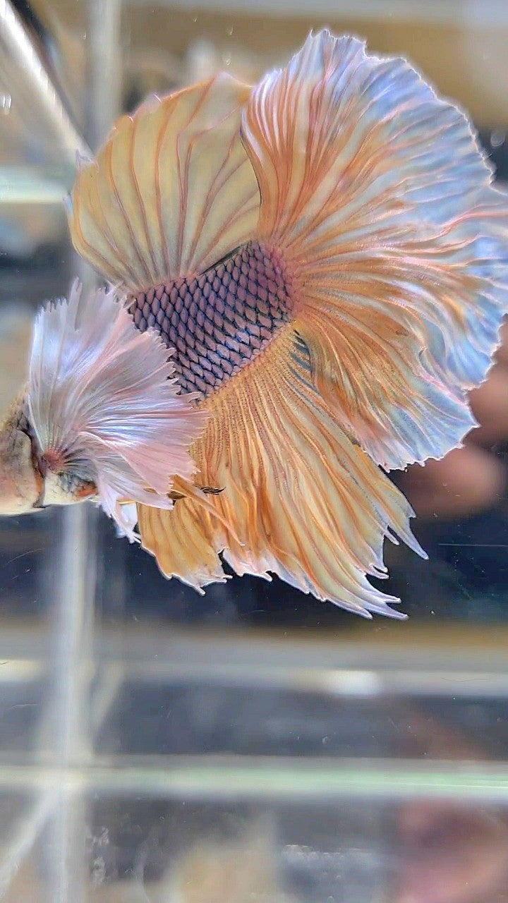 HALFMOON SUPER DUMBO EAR YELLOW PINEAPPLE BETTA FISH