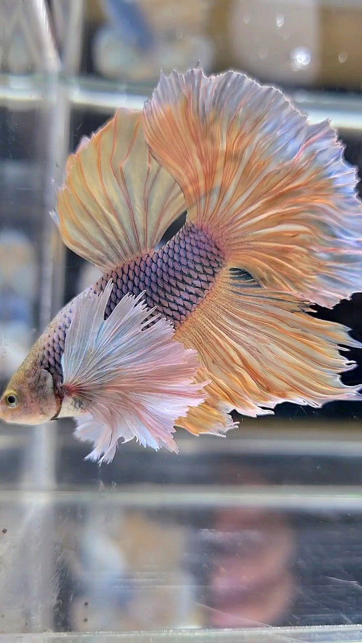 HALFMOON SUPER DUMBO EAR YELLOW PINEAPPLE BETTA FISH