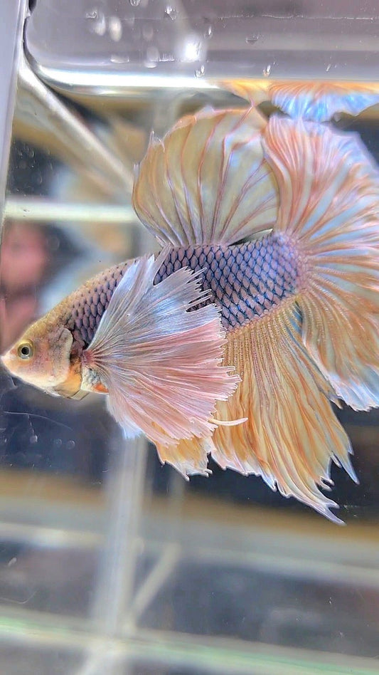 HALFMOON SUPER DUMBO EAR YELLOW PINEAPPLE BETTA FISH