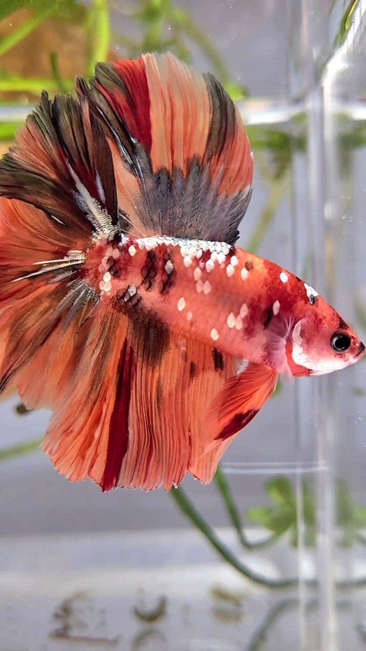 HALFMOON DOUBLE TAIL ORANGE GALAXY COPPER NEMO MULTICOLOR BETTA FISH