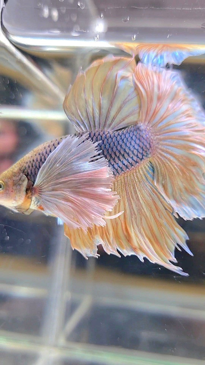 HALFMOON SUPER DUMBO EAR YELLOW PINEAPPLE BETTA FISH