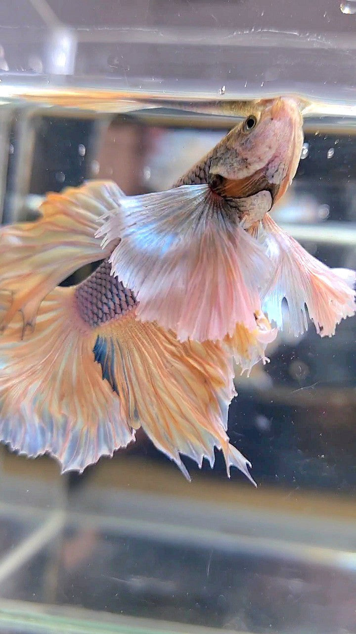 HALFMOON SUPER DUMBO EAR YELLOW PINEAPPLE BETTA FISH