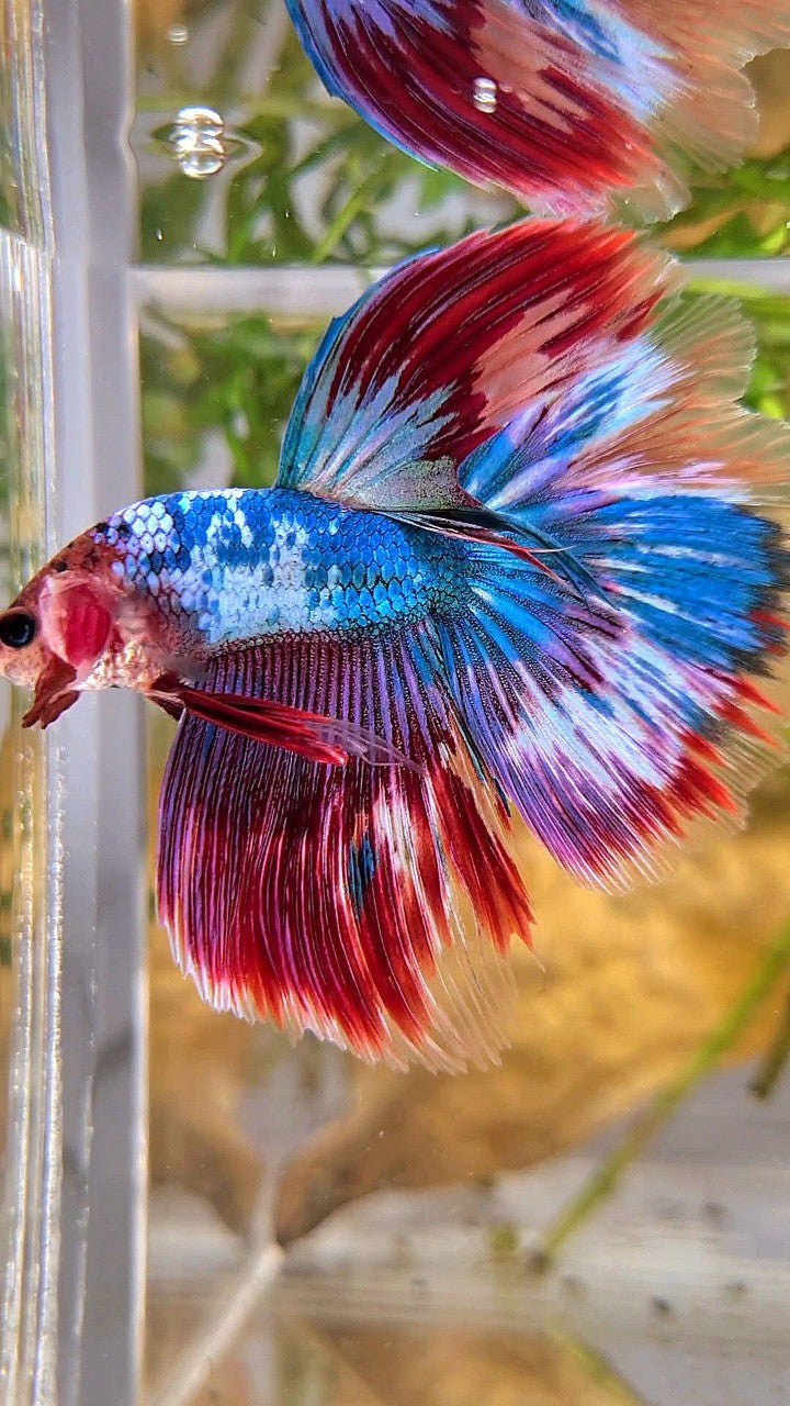 HALFMOON OVERTAIL BLUE RED PURPLE UNIQUE PATTERN BETTA FISH