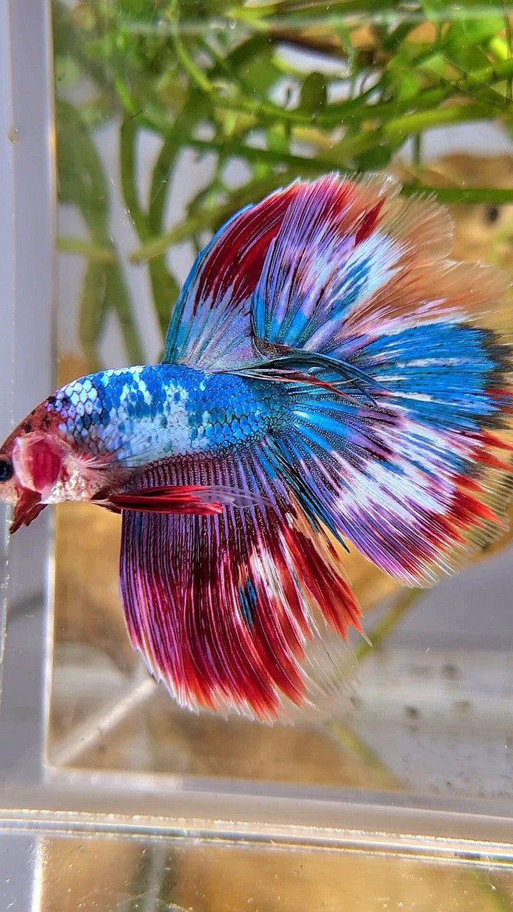 HALFMOON OVERTAIL BLUE RED PURPLE UNIQUE PATTERN BETTA FISH