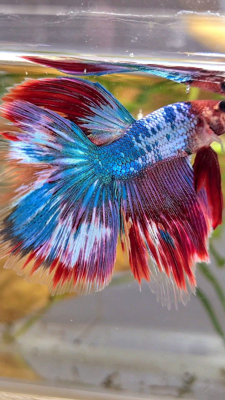 HALFMOON OVERTAIL BLUE RED PURPLE UNIQUE PATTERN BETTA FISH