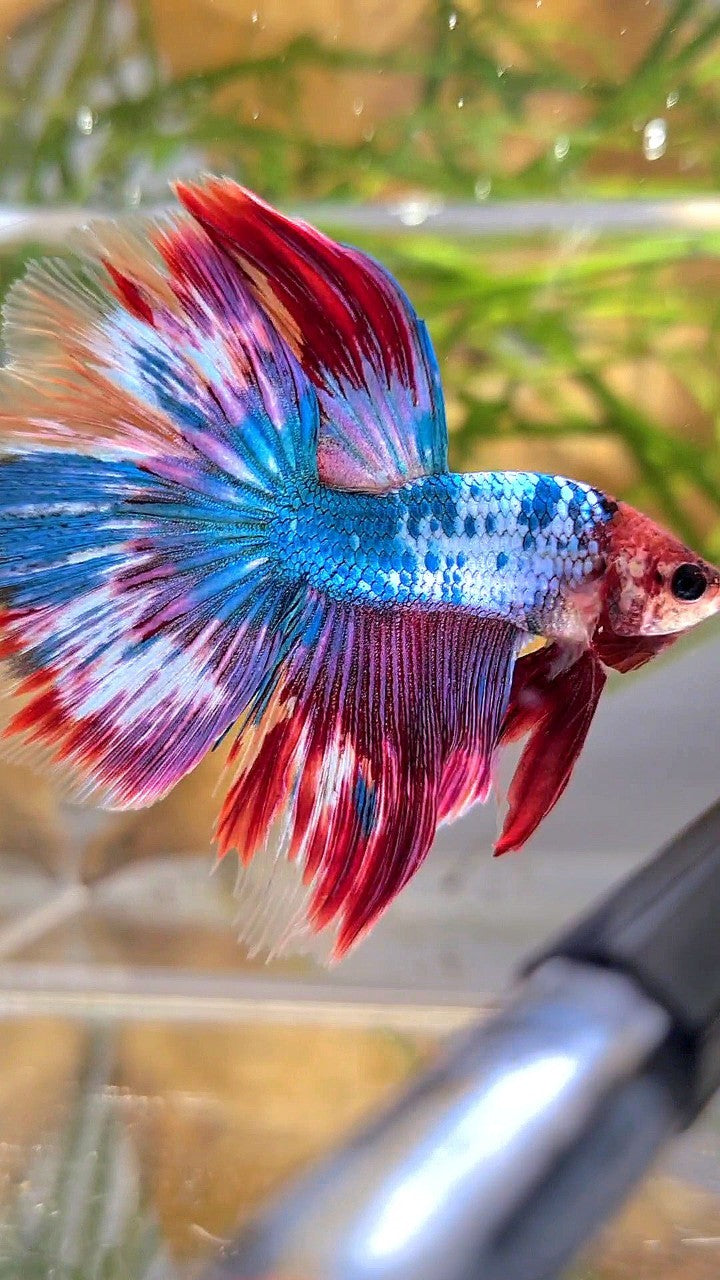 HALFMOON OVERTAIL BLUE RED PURPLE UNIQUE PATTERN BETTA FISH