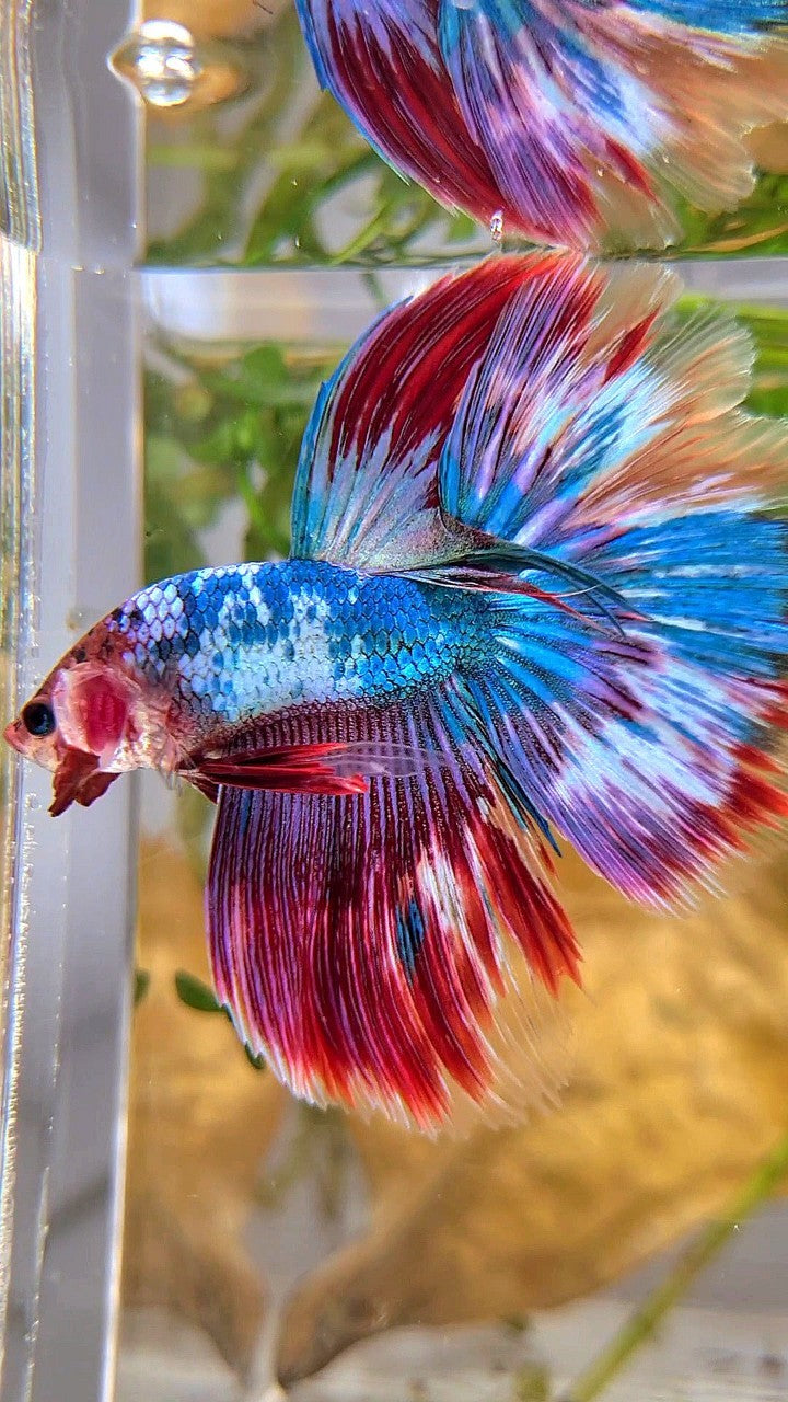 HALFMOON OVERTAIL BLUE RED PURPLE UNIQUE PATTERN BETTA FISH