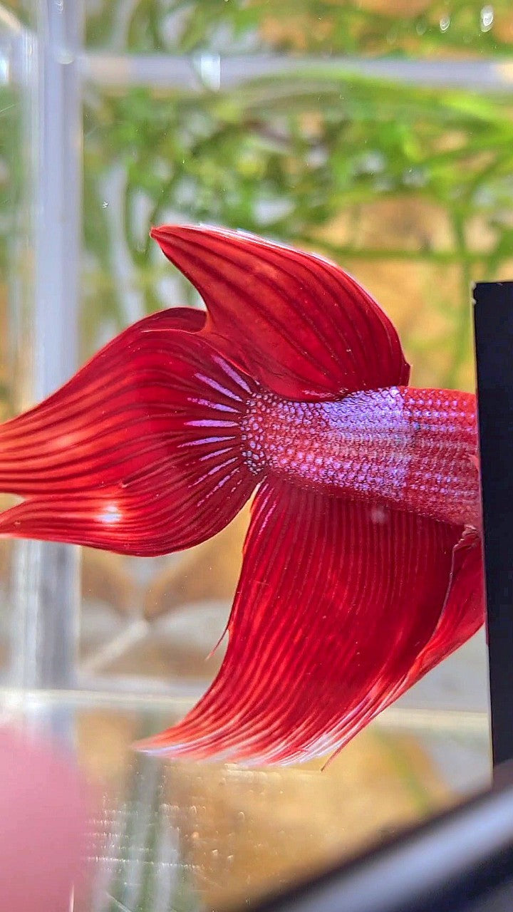 VEILTAIL RED BLUE SPLASH UNIQUE BETTA FISH