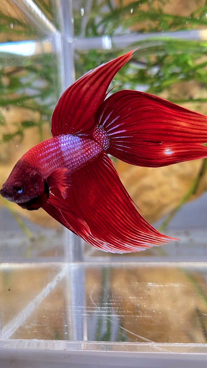 VEILTAIL RED BLUE SPLASH UNIQUE BETTA FISH