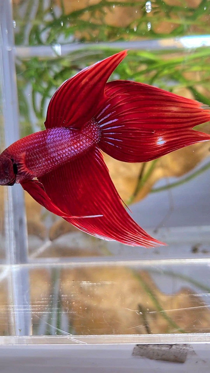 VEILTAIL RED BLUE SPLASH UNIQUE BETTA FISH