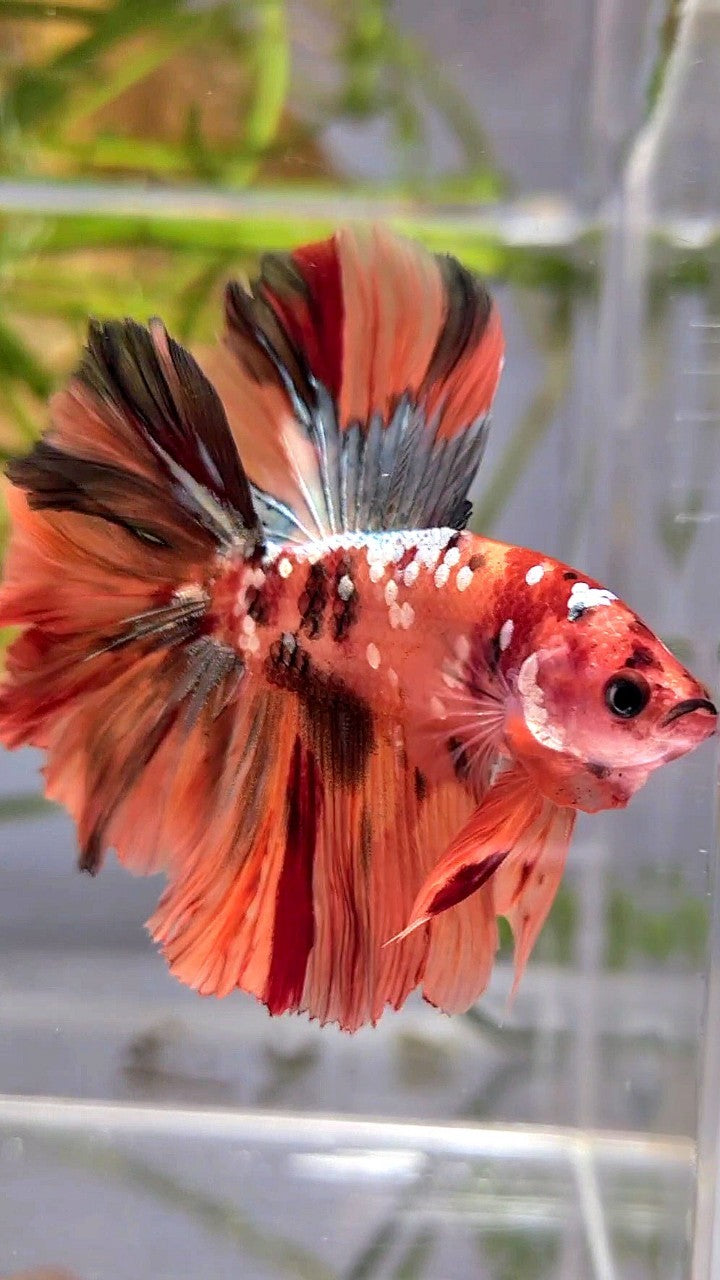 HALFMOON DOUBLE TAIL ORANGE GALAXY COPPER NEMO MULTICOLOR BETTA FISH