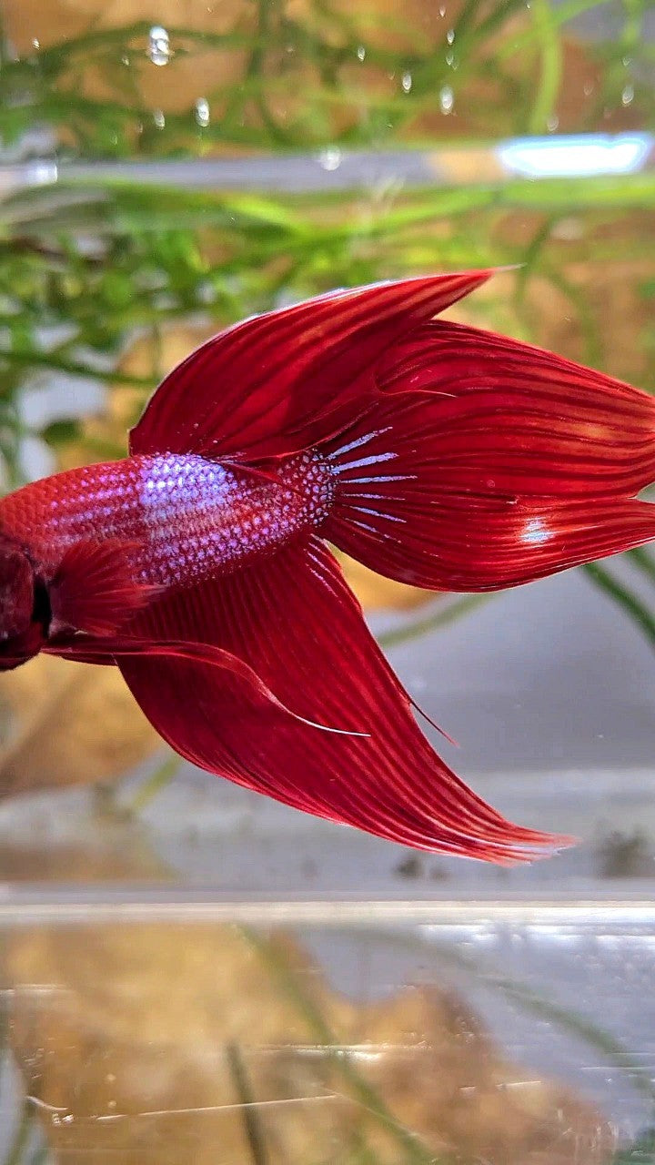 VEILTAIL RED BLUE SPLASH UNIQUE BETTA FISH