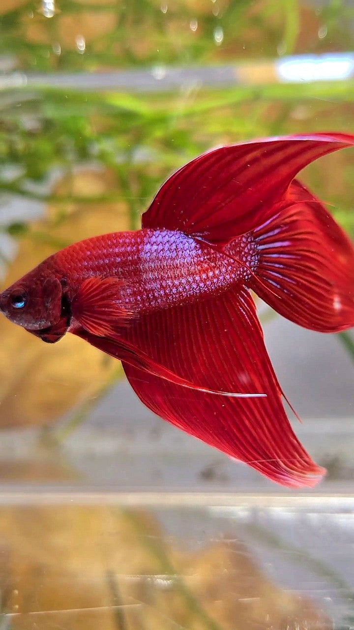 VEILTAIL RED BLUE SPLASH UNIQUE BETTA FISH