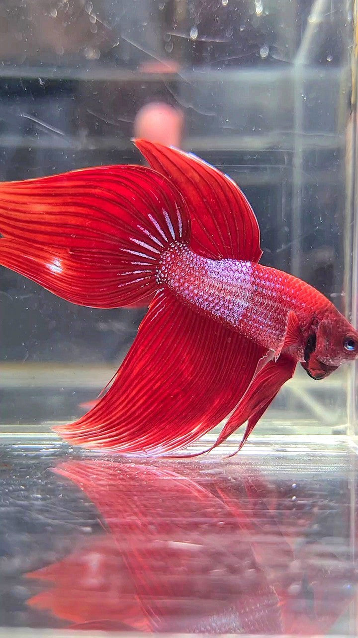 VEILTAIL RED BLUE SPLASH UNIQUE BETTA FISH